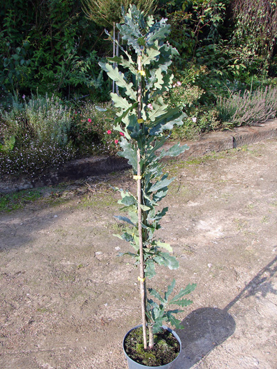 Quercus robur Fastigiata