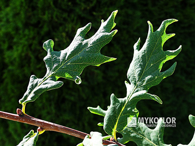 Quercus robur Fenessii – liście