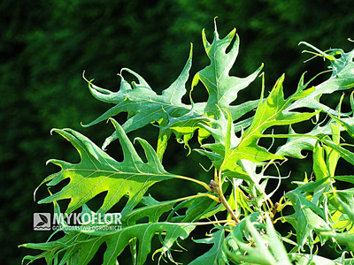 Quercus robur Miky – liście