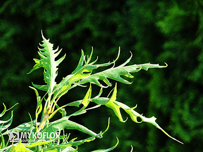 Quercus robur Miky – liście
