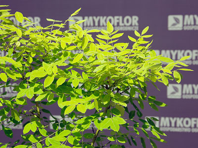 Sophora japonica Flavirameus – zbliżenie liści