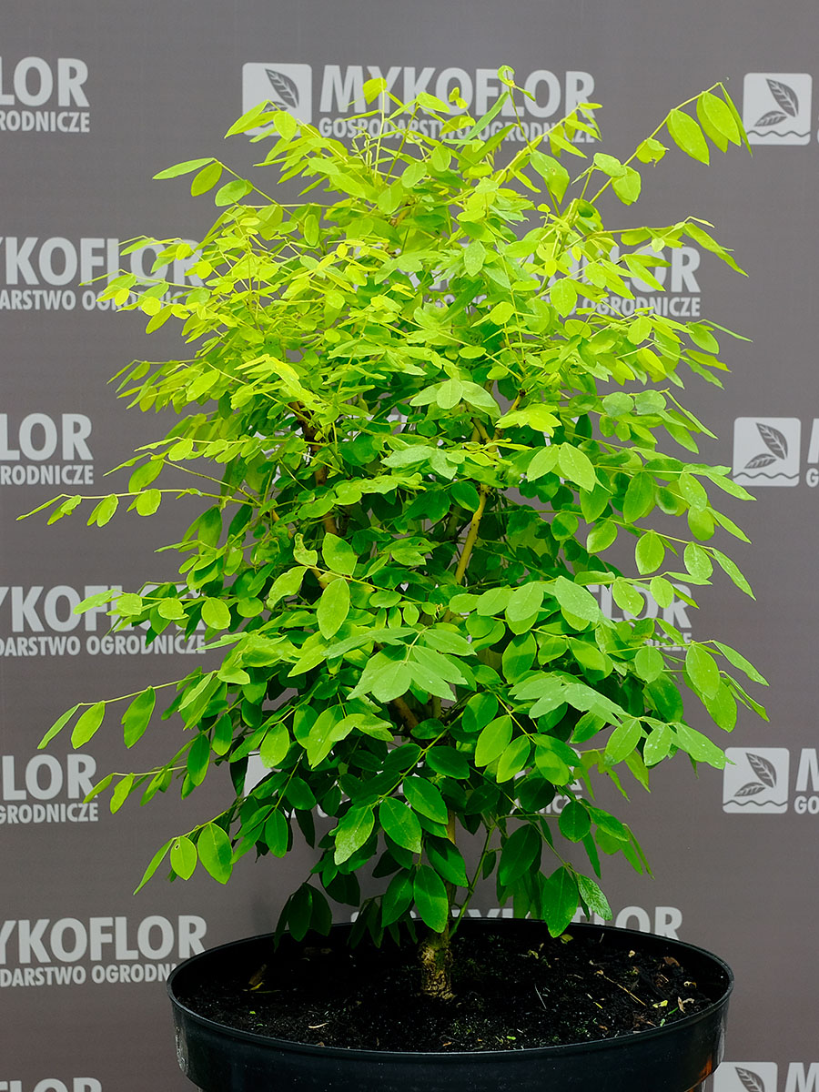Sophora japonica Flavirameus – przykładowa roślina oferowana do sprzedaży