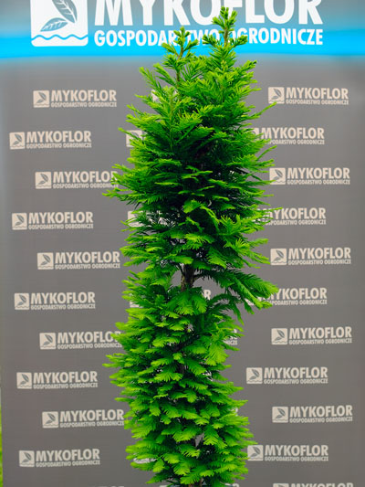 Taxodium distichum Pevé Minaret