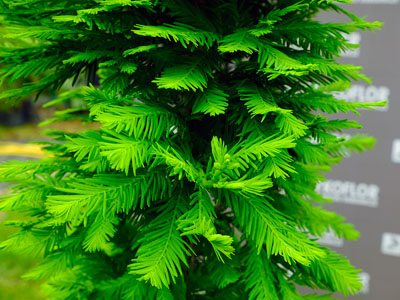Taxodium distichum Pevé Minaret – zbliżenie igieł