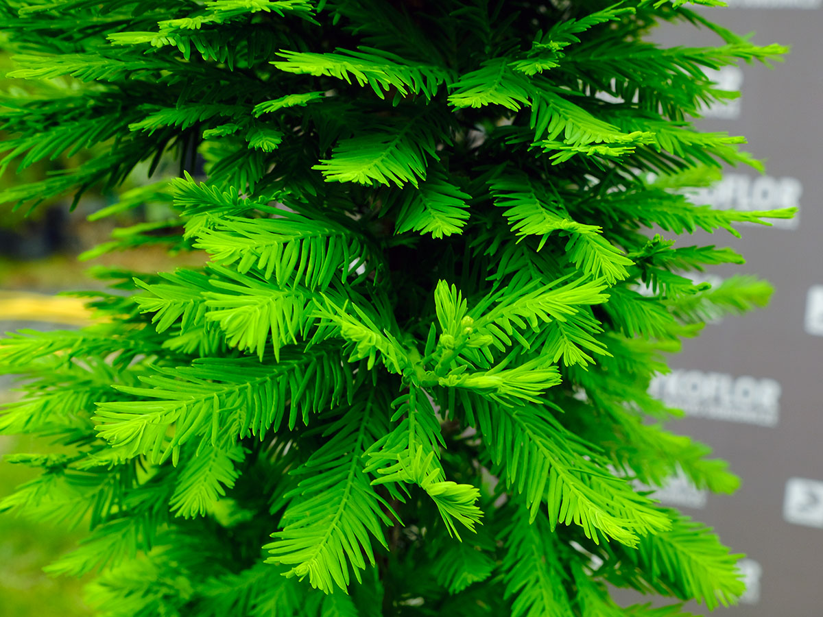Taxodium distichum Pevé Minaret – zbliżenie igieł