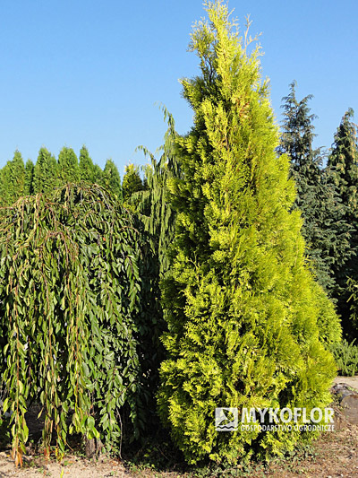 Thuja occidentalis Brabant Gold Mykoflor