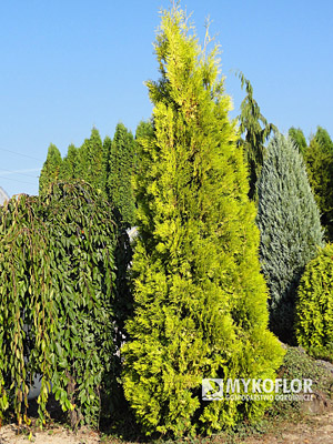 Thuja occidentalis Brabant Gold Mykoflor