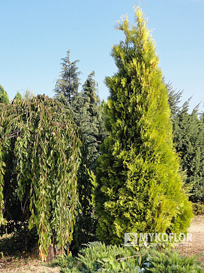 Thuja occidentalis Brabant Gold Mykoflor