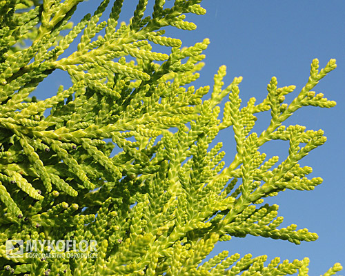 Thuja occidentalis Brabant Gold Mykoflor