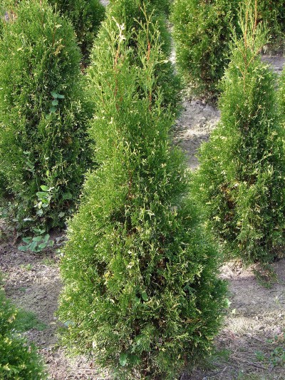 Thuja occidentalis Cosmos