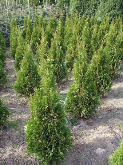 Thuja occidentalis Cosmos