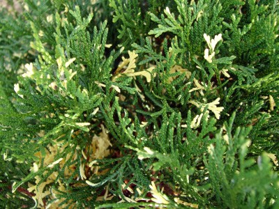 Thuja occidentalis Cosmos