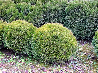 Thuja occidentalis Danica