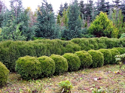Thuja occidentalis Danica