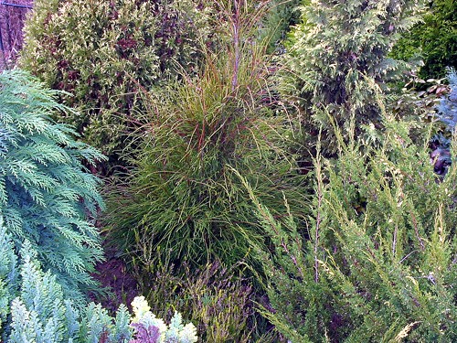 Thuja occidentalis Filiformis