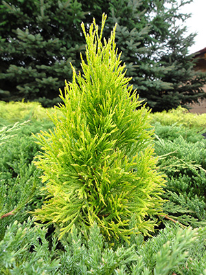 Thuja occidentalis Golden Smaragd (Janed Gold)