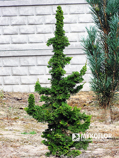 Thuja occidentalis Malonyana Holub