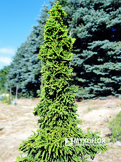 Thuja occidentalis Malonyana Holub – zbliżenie igieł