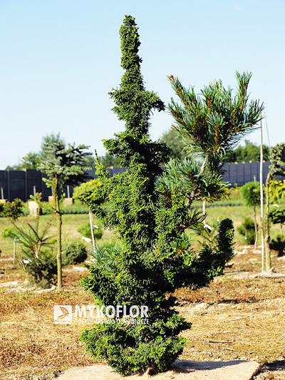 Thuja occidentalis Malonyana Holub