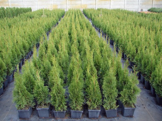 Thuja occidentalis Smaragd 50-60cm