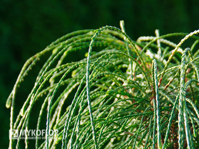 Thuja plicata Whipcord – zbliżenie pędów