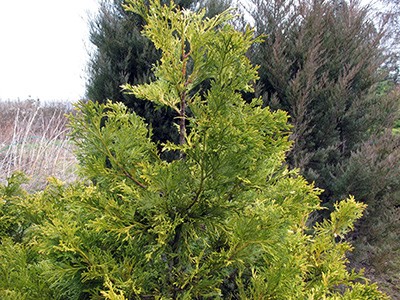 Thujopsis dolabrata Aurea