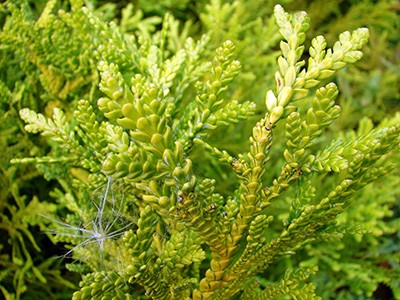 Thujopsis dolabrata Aurea