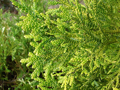 Thujopsis dolabrata Nana