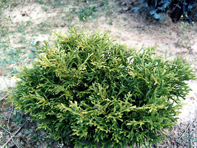 Thujopsis dolabrata Nana