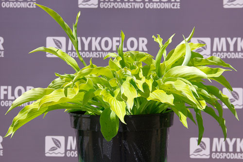 Hosta Melisa Shake