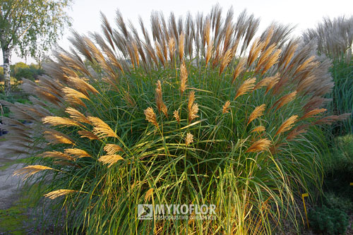 Miscanthus sinensis Kakadu