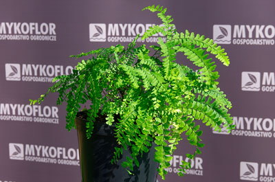 Adiantum pedatum Imbricatum – przykładowa roślina oferowana do sprzedaży