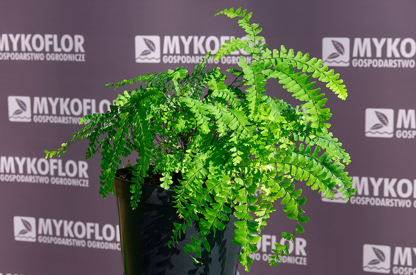 Adiantum pedatum Imbricatum – przykładowa roślina oferowana do sprzedaży