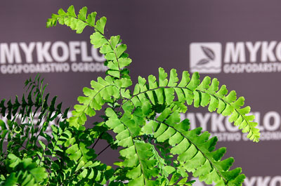 Adiantum pedatum Imbricatum – zbliżenie liści