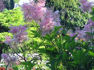 Astilbe sp - różowa