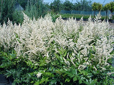 Astilbe sp - biała