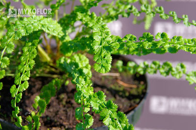 Athyrium filix-femina Frizelliae – zbliżenie liści