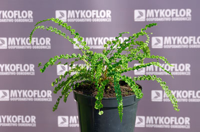 Wietlica samicza Frizelliae – przykładowa roślina oferowana do sprzedaży