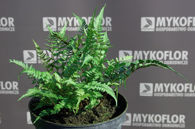 Athyrium niponicum Metallicum – przykładowa roślina oferowana do sprzedaży