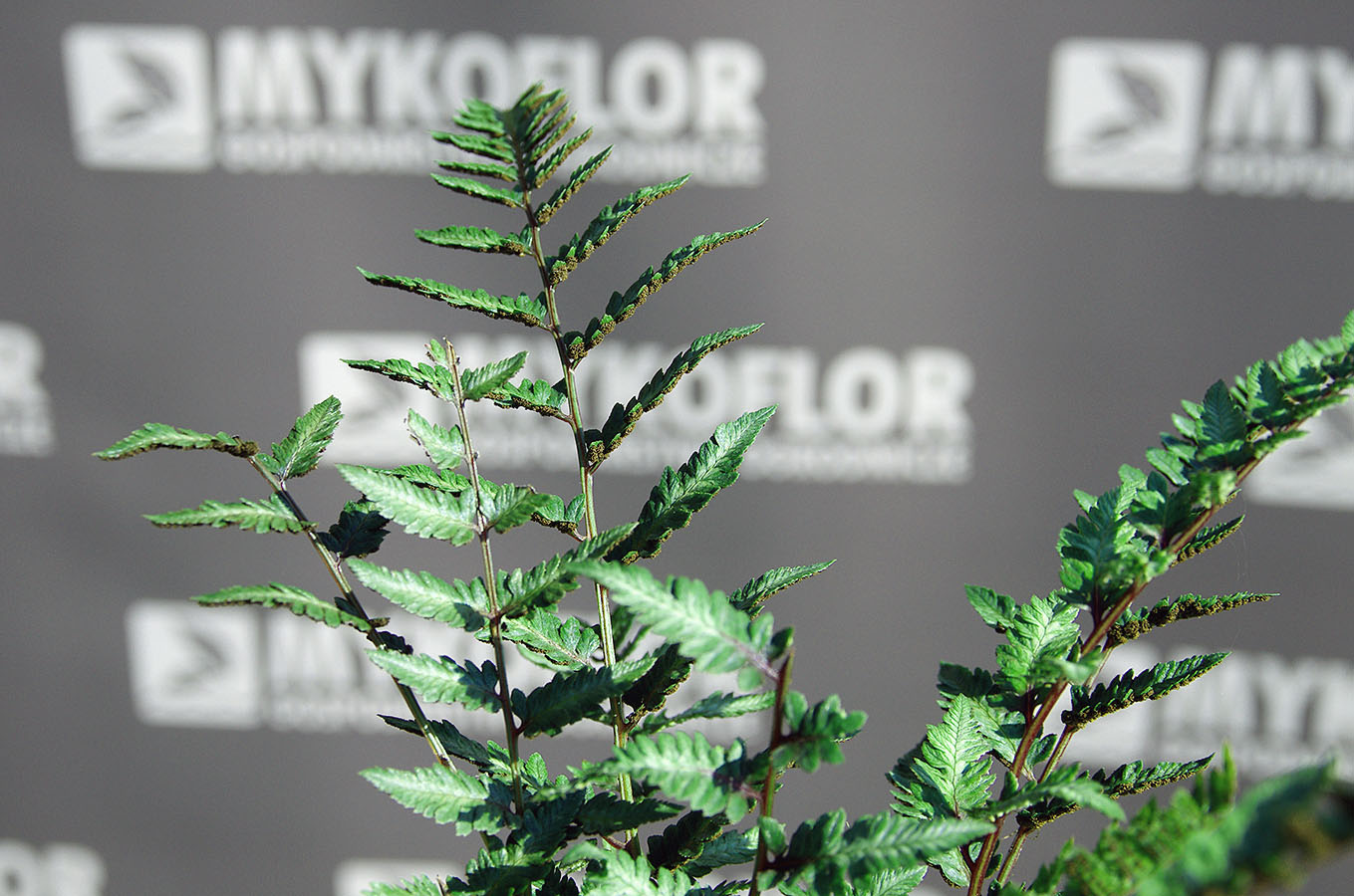 Wietlica japońska Metallicum – zbliżenie liści