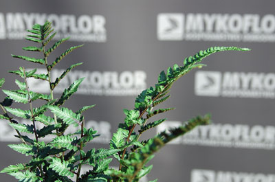 Athyrium niponicum Metallicum – zbliżenie liści