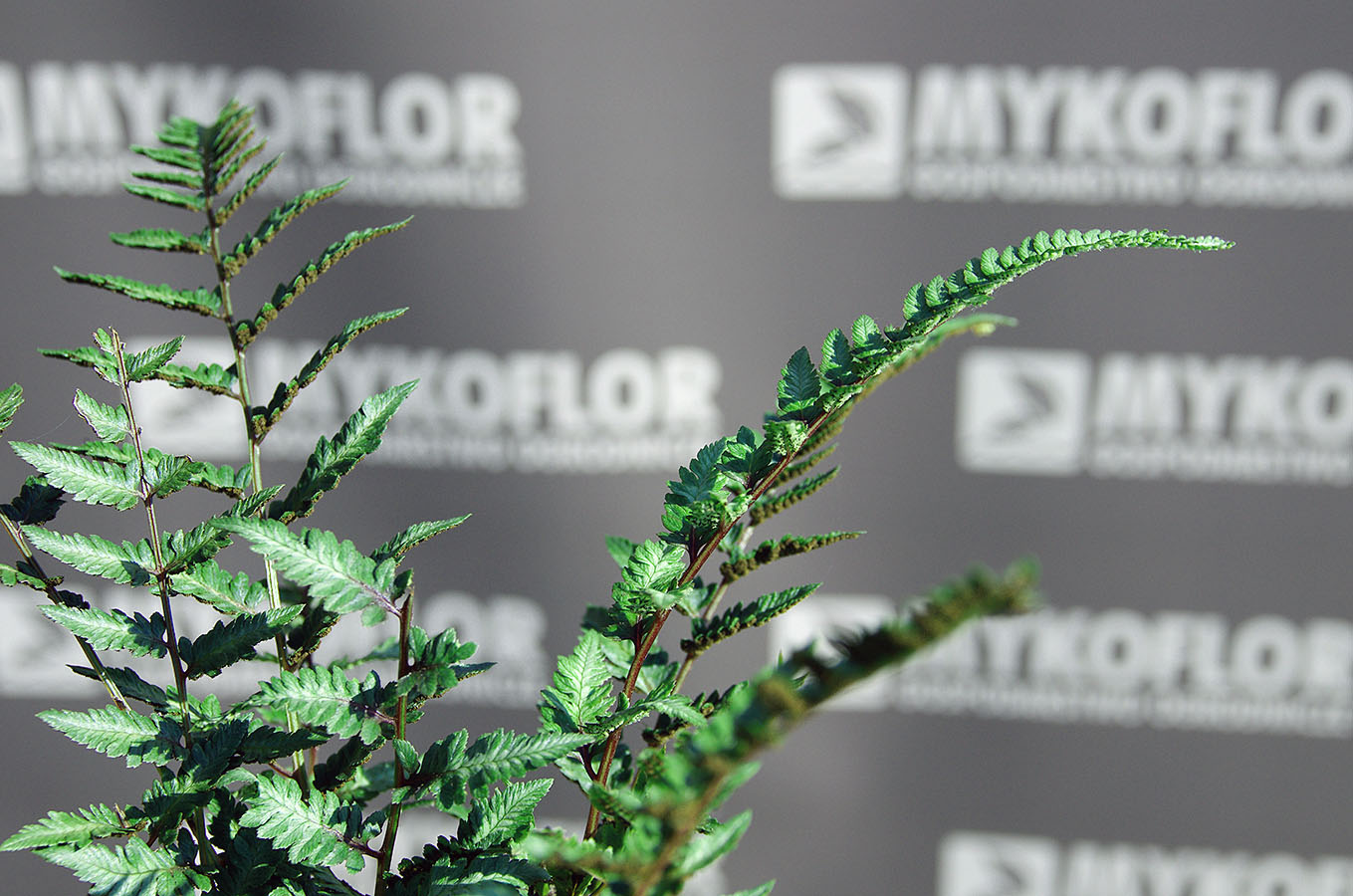 Athyrium niponicum Metallicum – zbliżenie liści