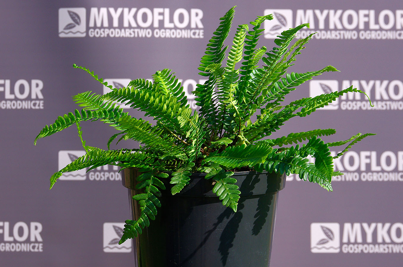 Blechnum spicant – przykładowa roślina oferowana do sprzedaży