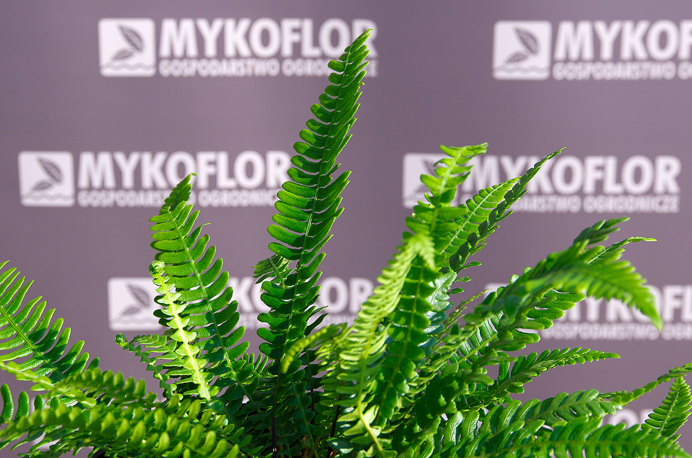 Blechnum spicant – zbliżenie liści