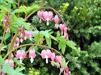 Dicentra spectabilis