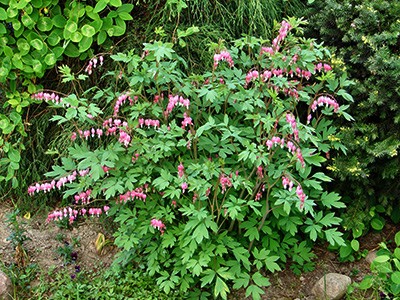 Dicentra spectabilis