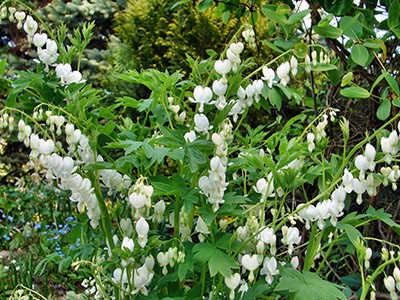 Dicentra spectabilis Alba
