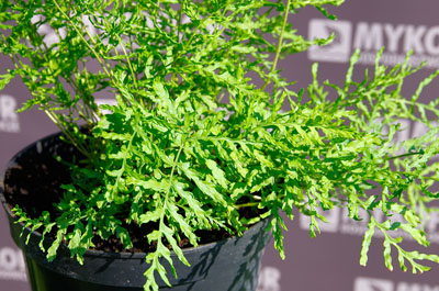 Dryopteris filix-mas Linearis Polydactyla – zbliżenie liści