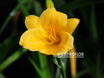 Hemerocallis Stella de Oro