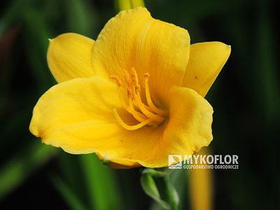 Liliowiec Stella de Oro